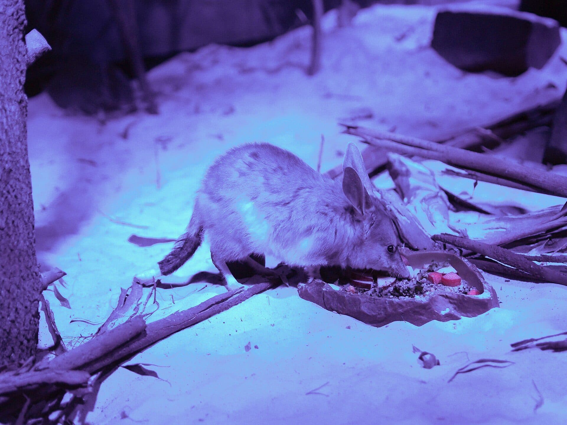 A greater bilby standing on sand