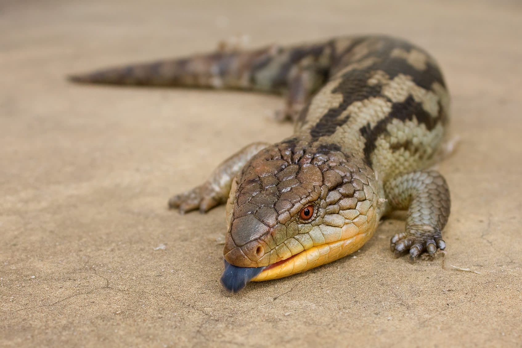 Iconic Australian reptiles: blue-tongue, shingleback, death adder