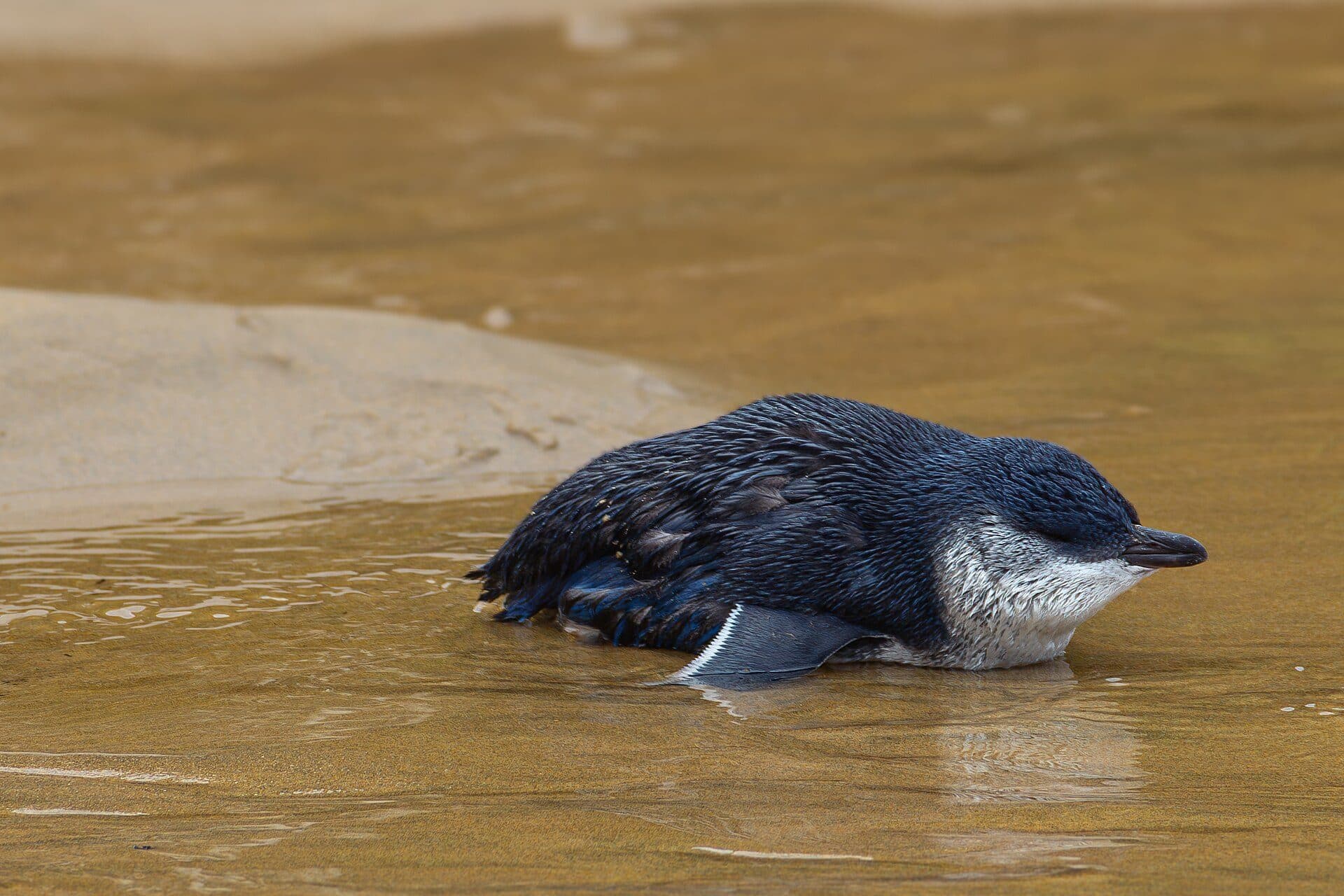 A little penguin standing on coastal rock