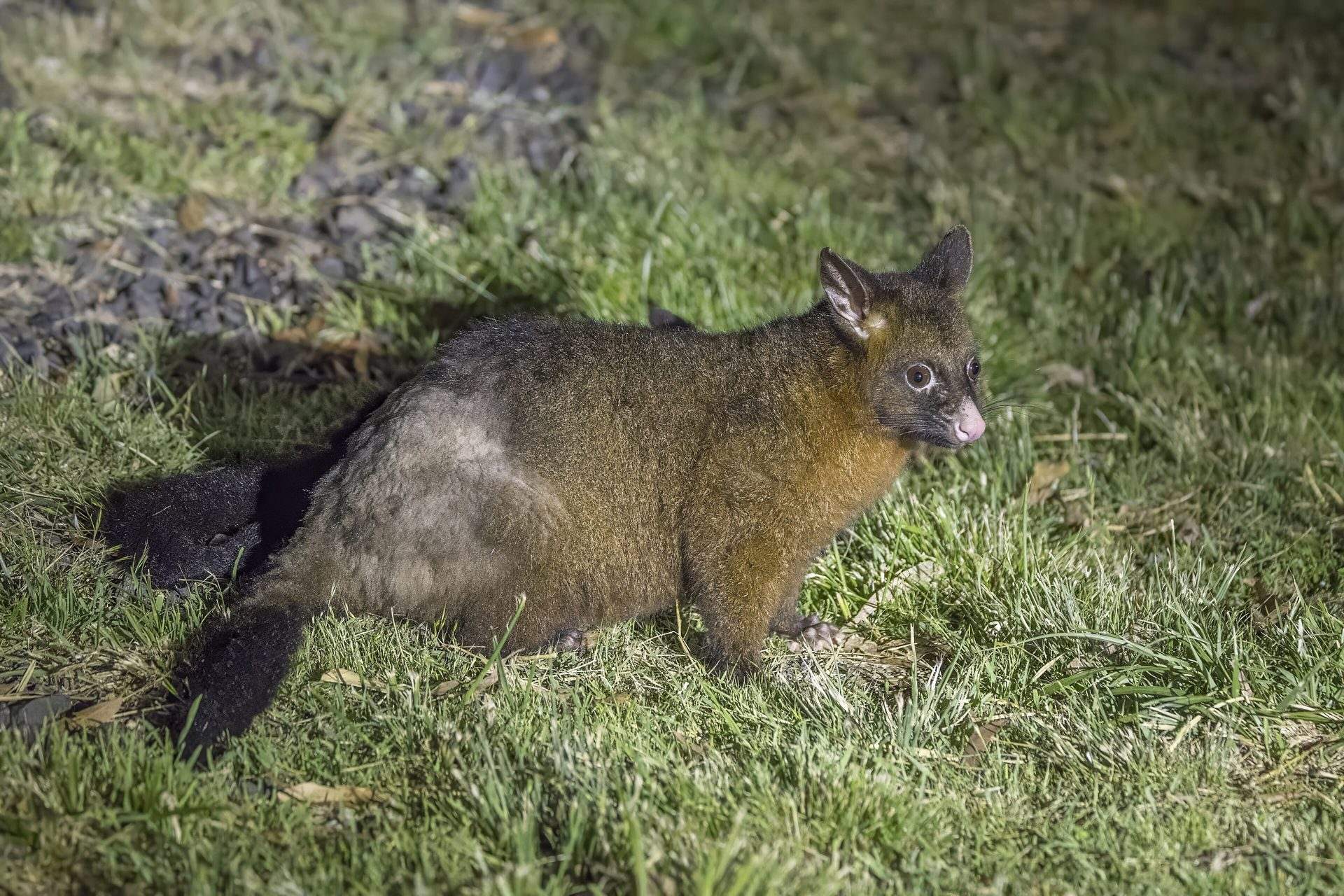 A common brushtail possum on a branch