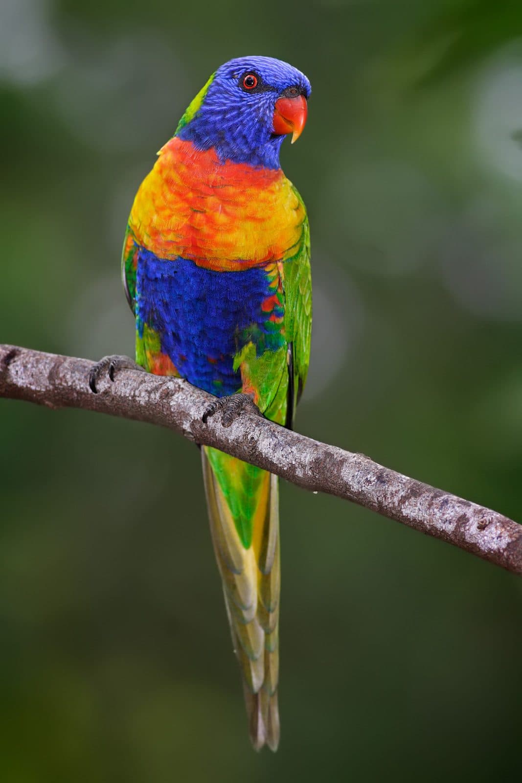A rainbow lorikeet perched among blossom