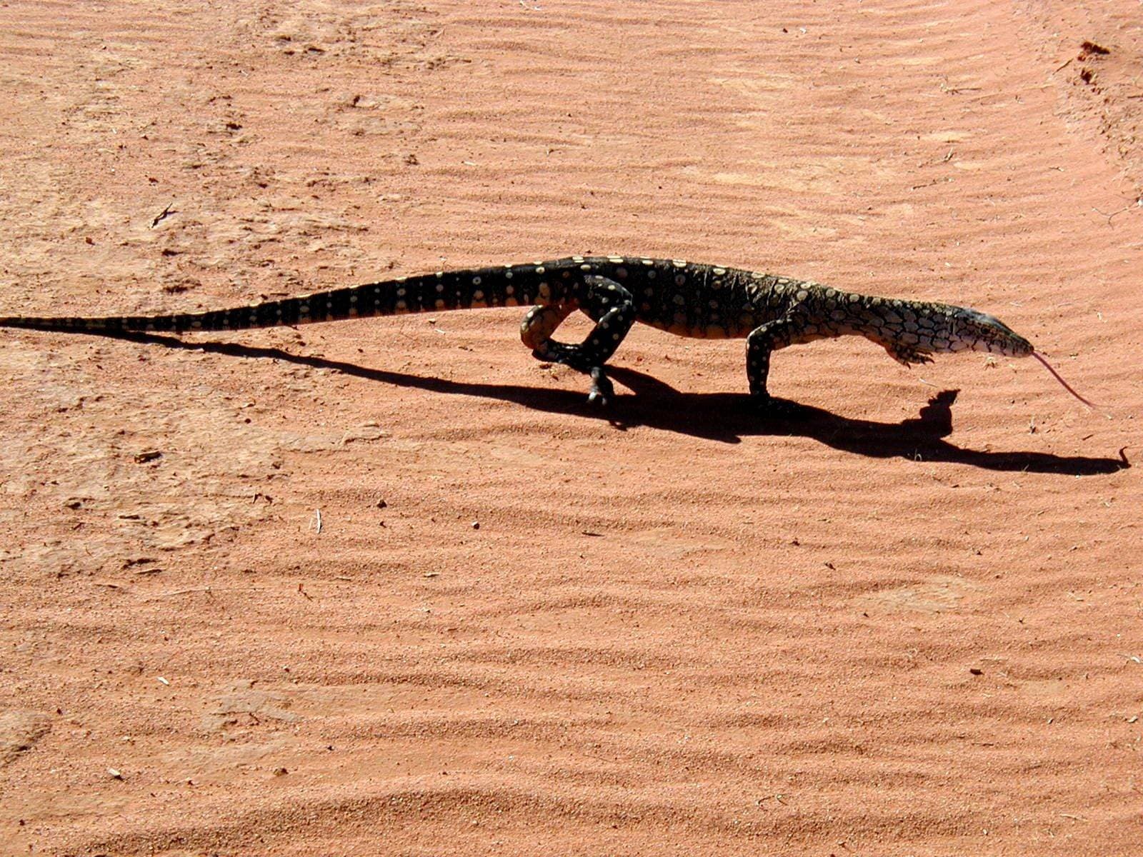A perentie, Australia’s largest monitor lizard, on sand