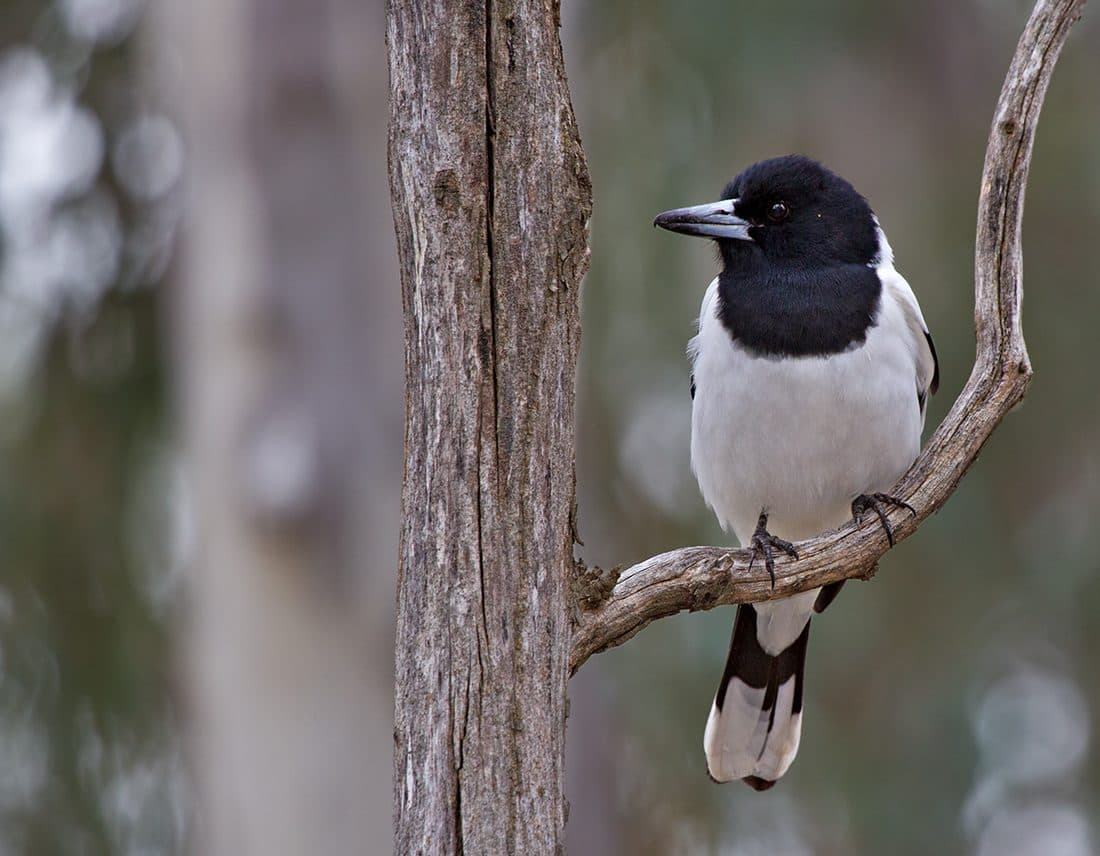 A pied butcherbird perched on a bare branch
