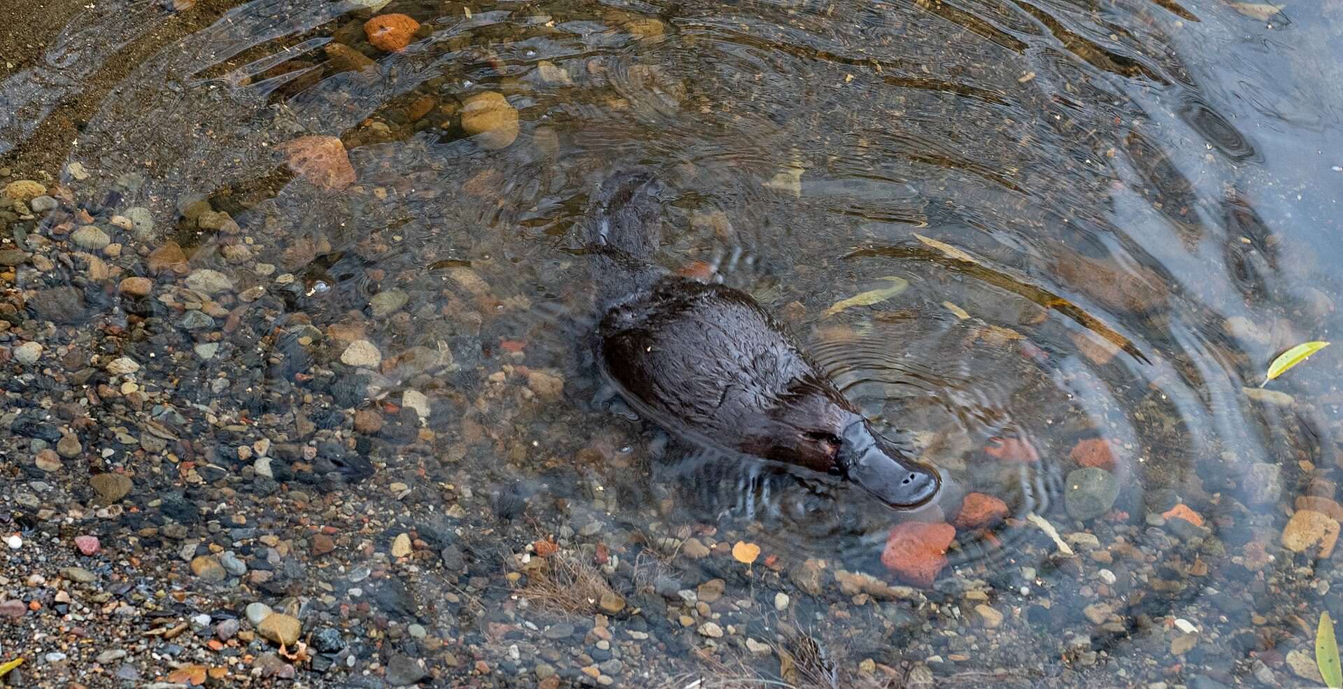 A platypus swimming at the surface of a shaded creek