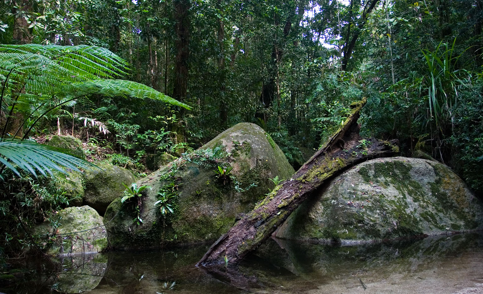 What is Australian bush tucker?