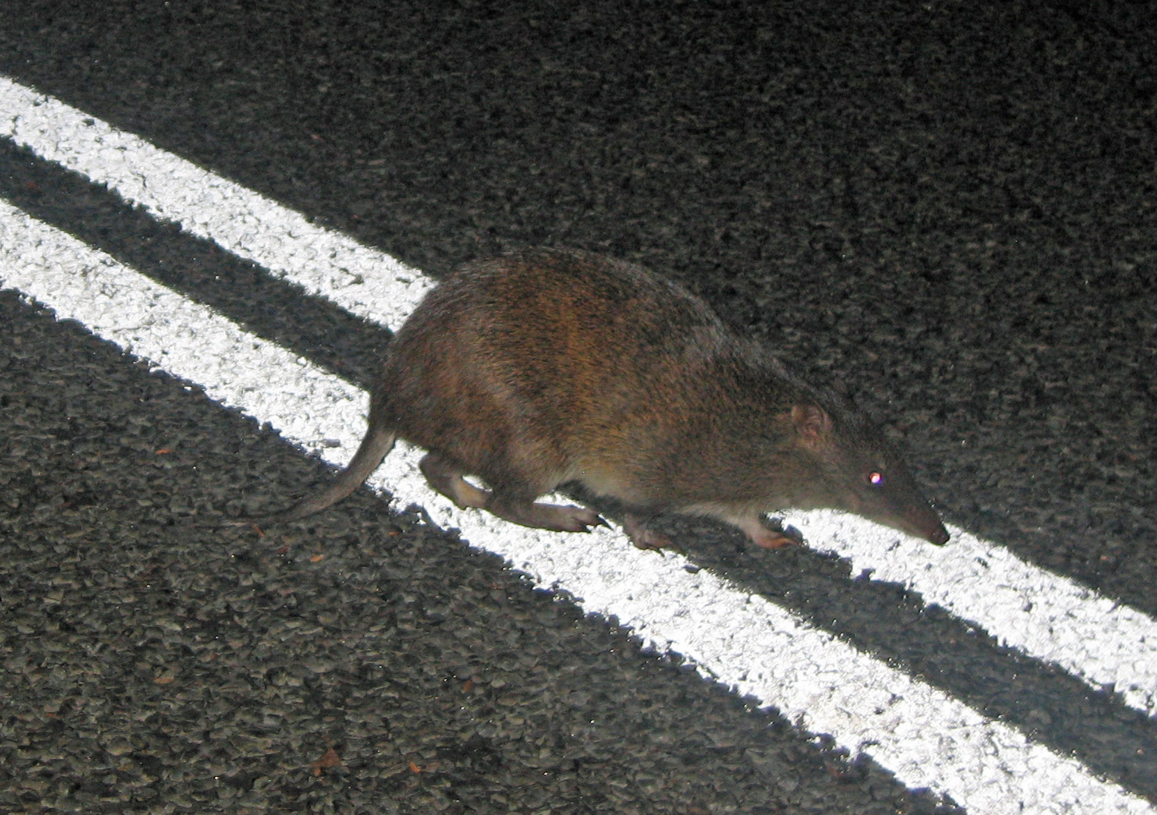 A short-nosed bandicoot on leaf litter