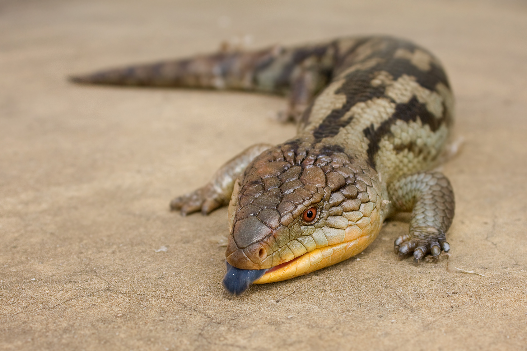 An eastern blue-tongued skink showing its blue tongue