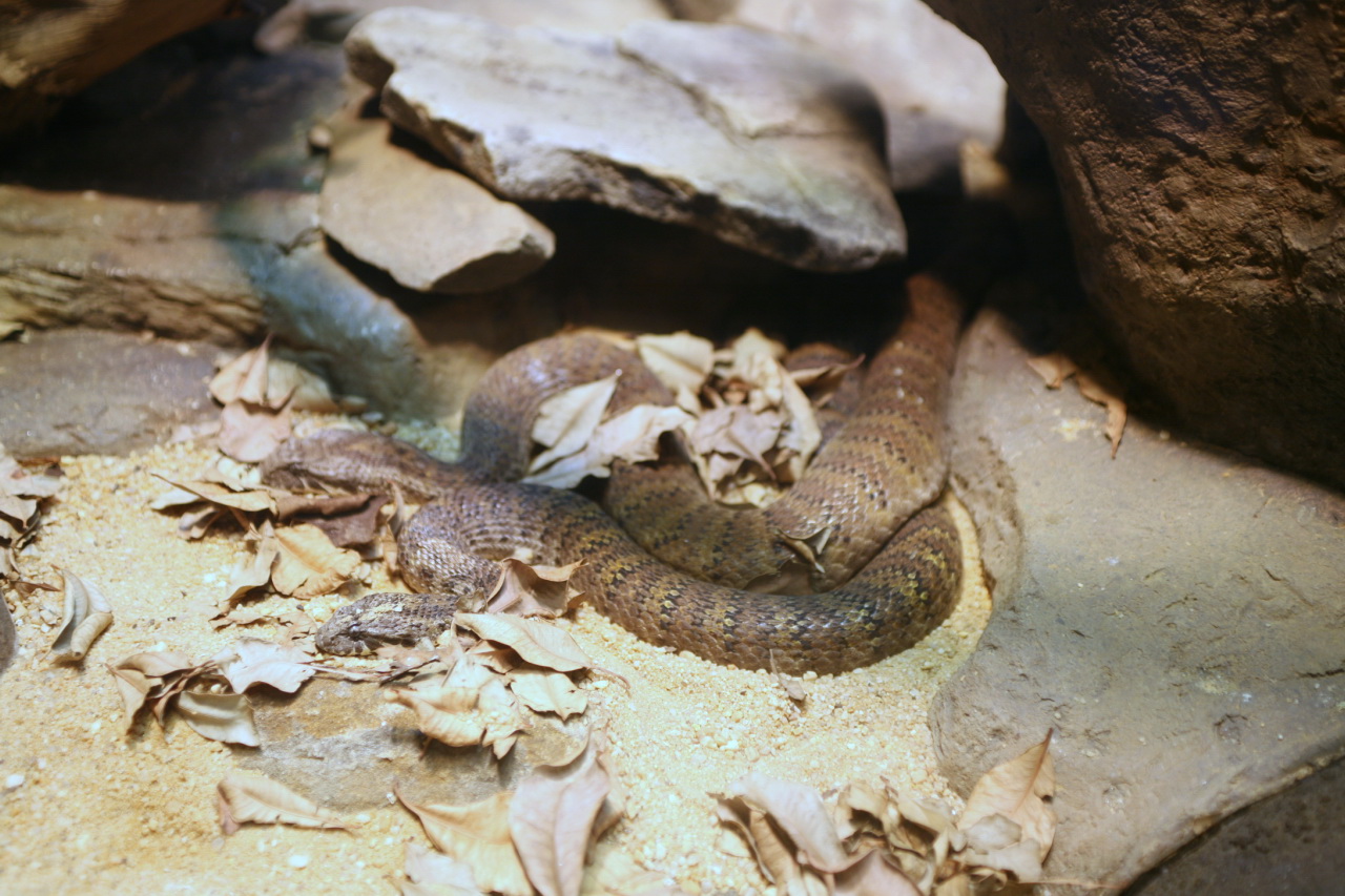 A common death adder coiled in leaf litter