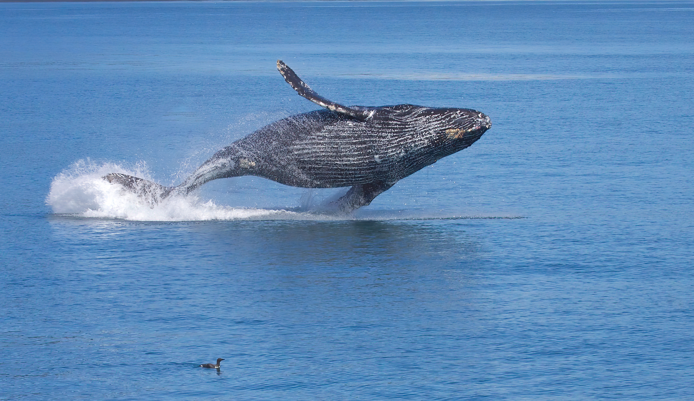 A humpback whale surfacing