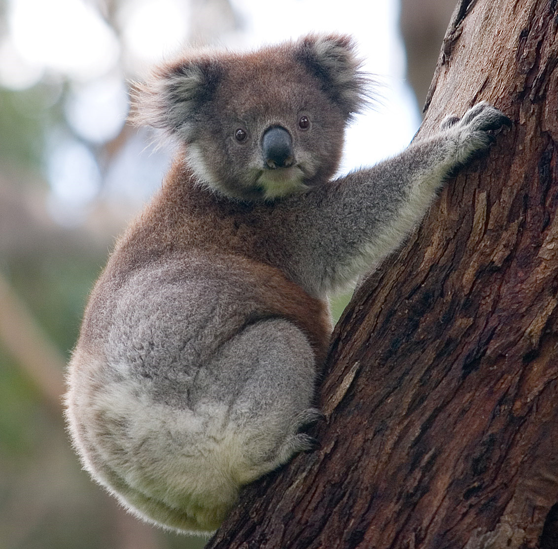 Koala in a eucalyptus tree
