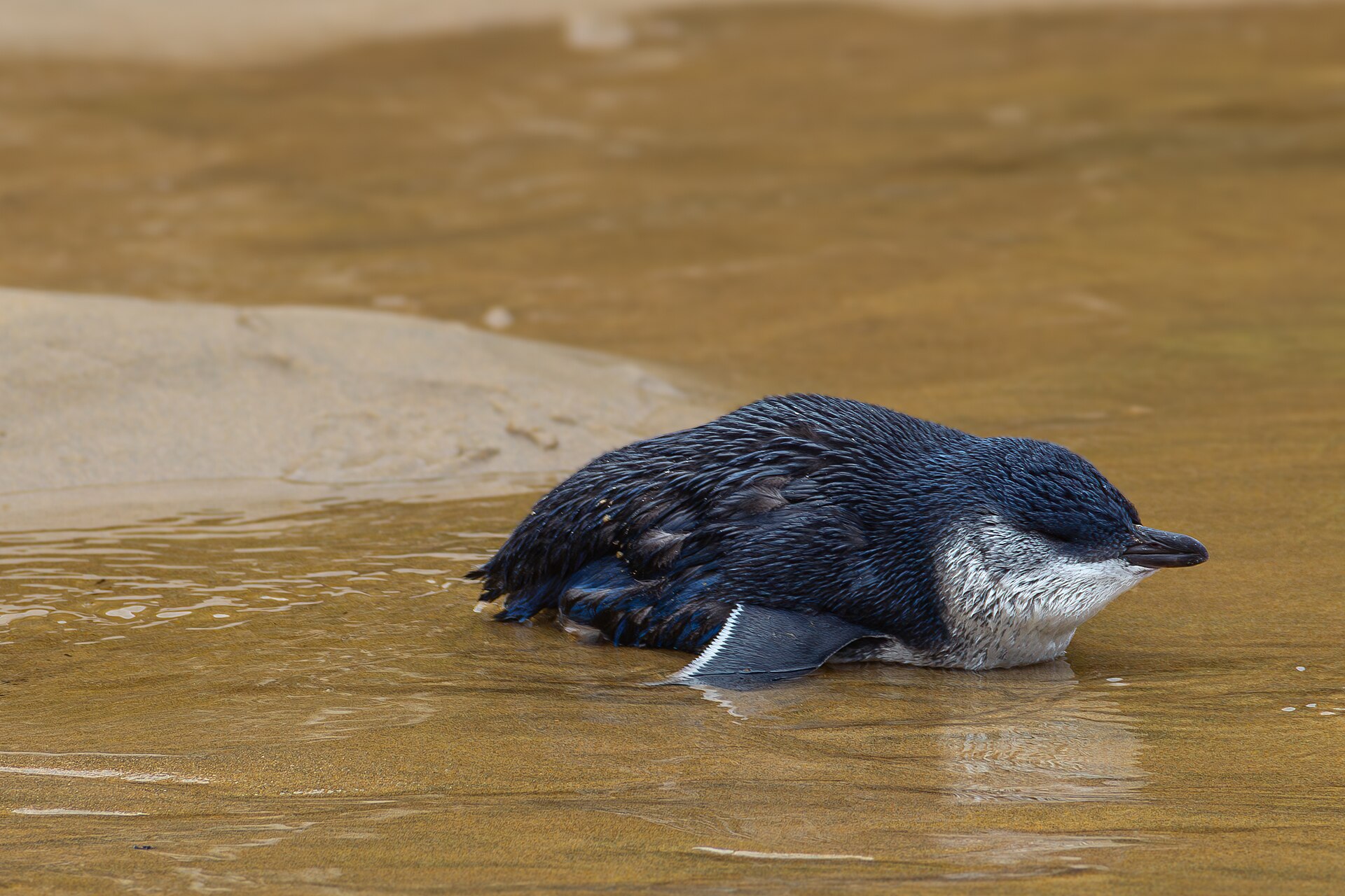 Little penguin on coastal rock — photograph from a respectful distance