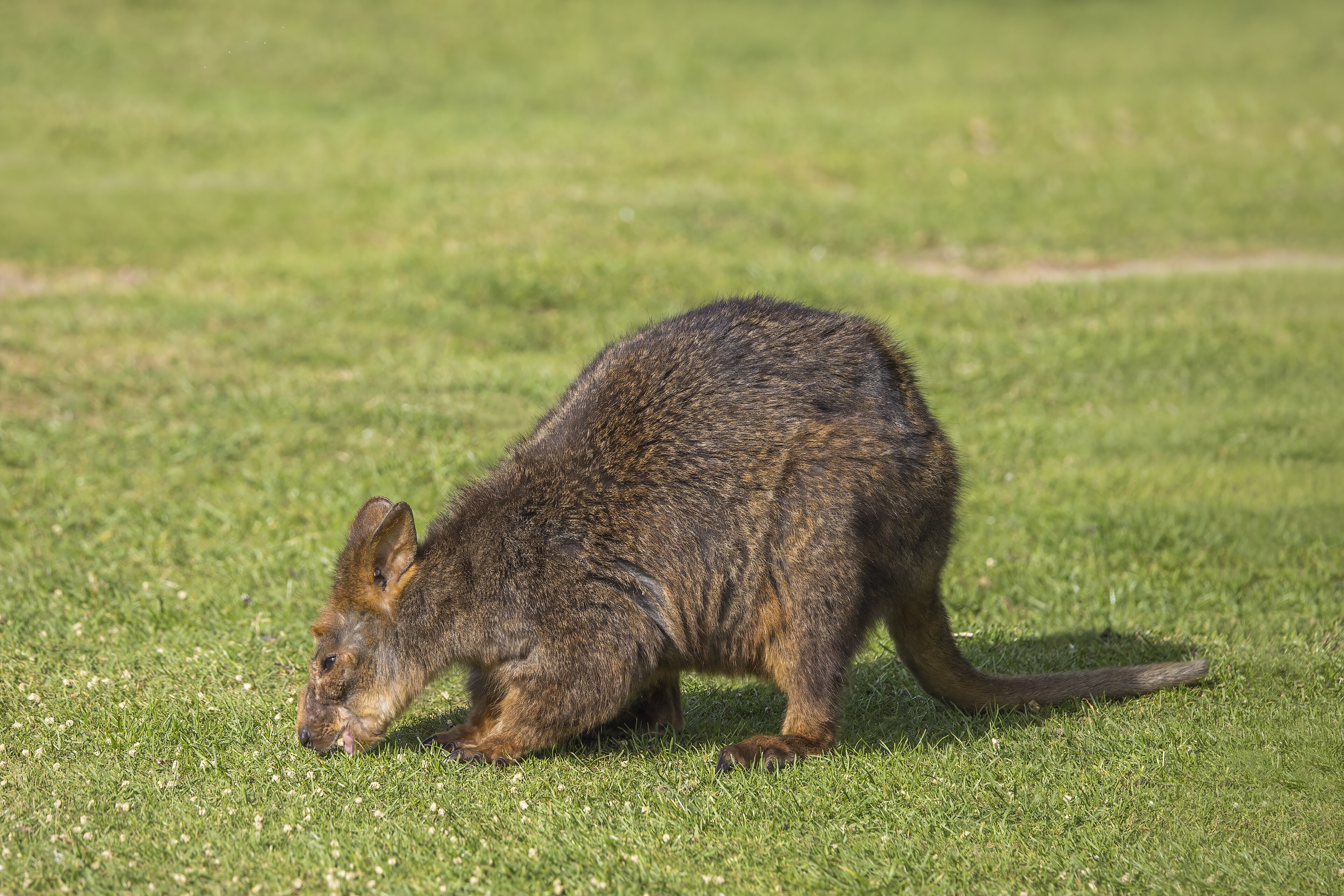A Tasmanian pademelon grazing on short grass