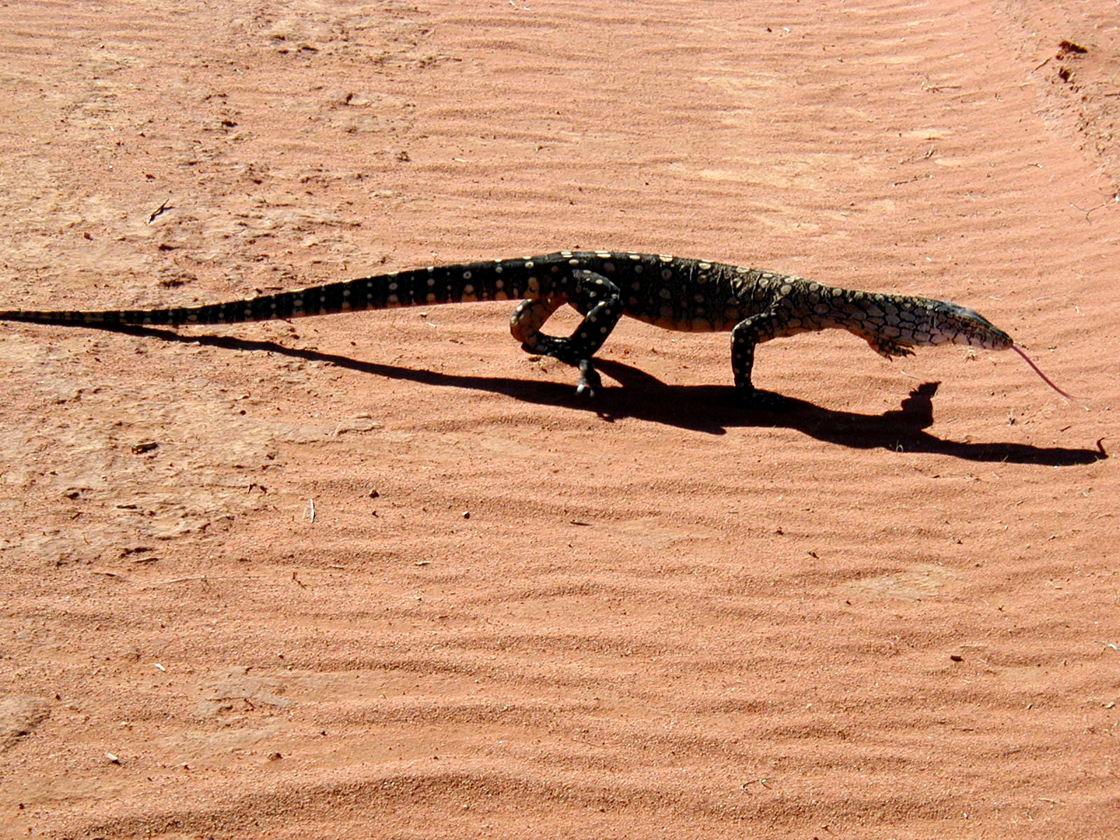 A perentie, Australia’s largest monitor lizard, on sand