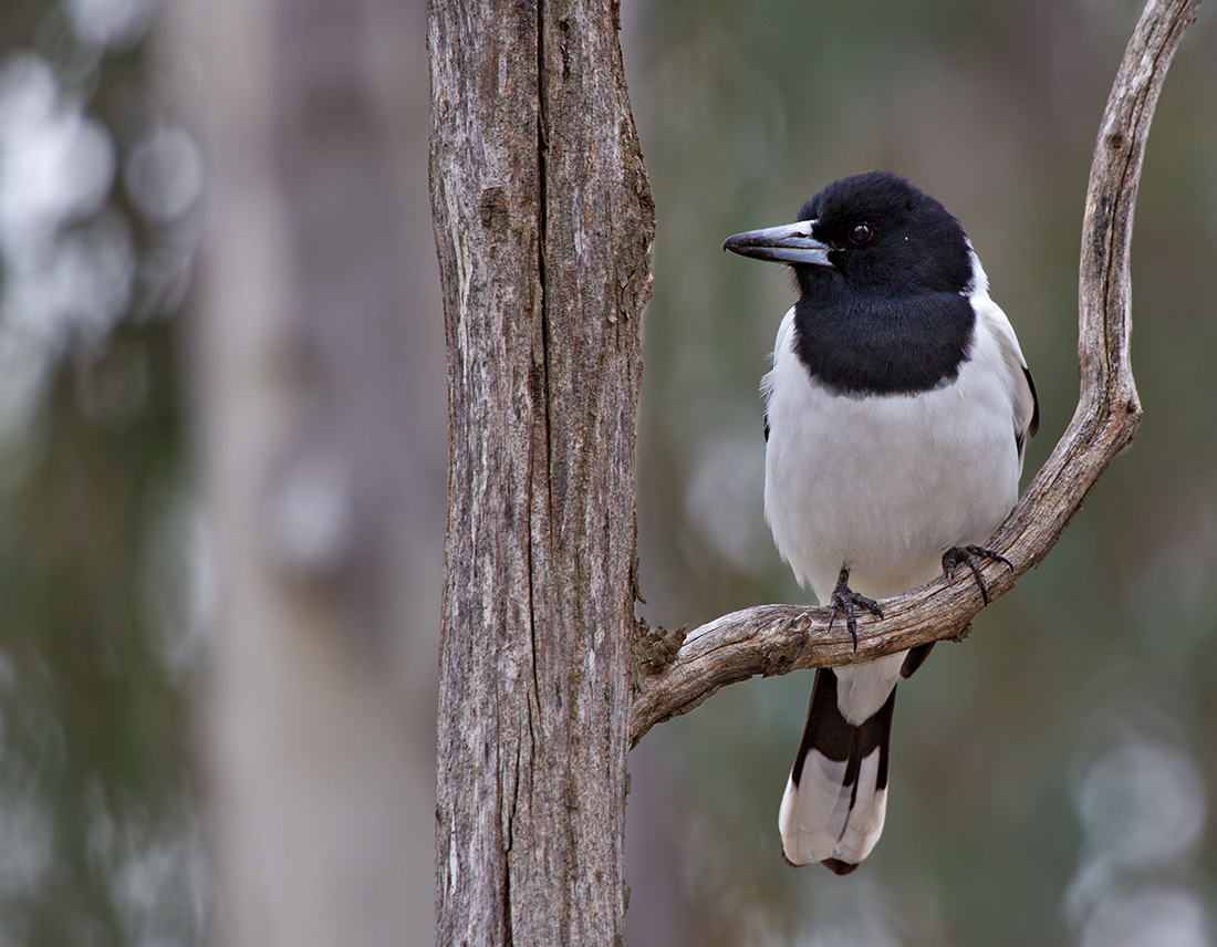 A pied butcherbird perched on a bare branch