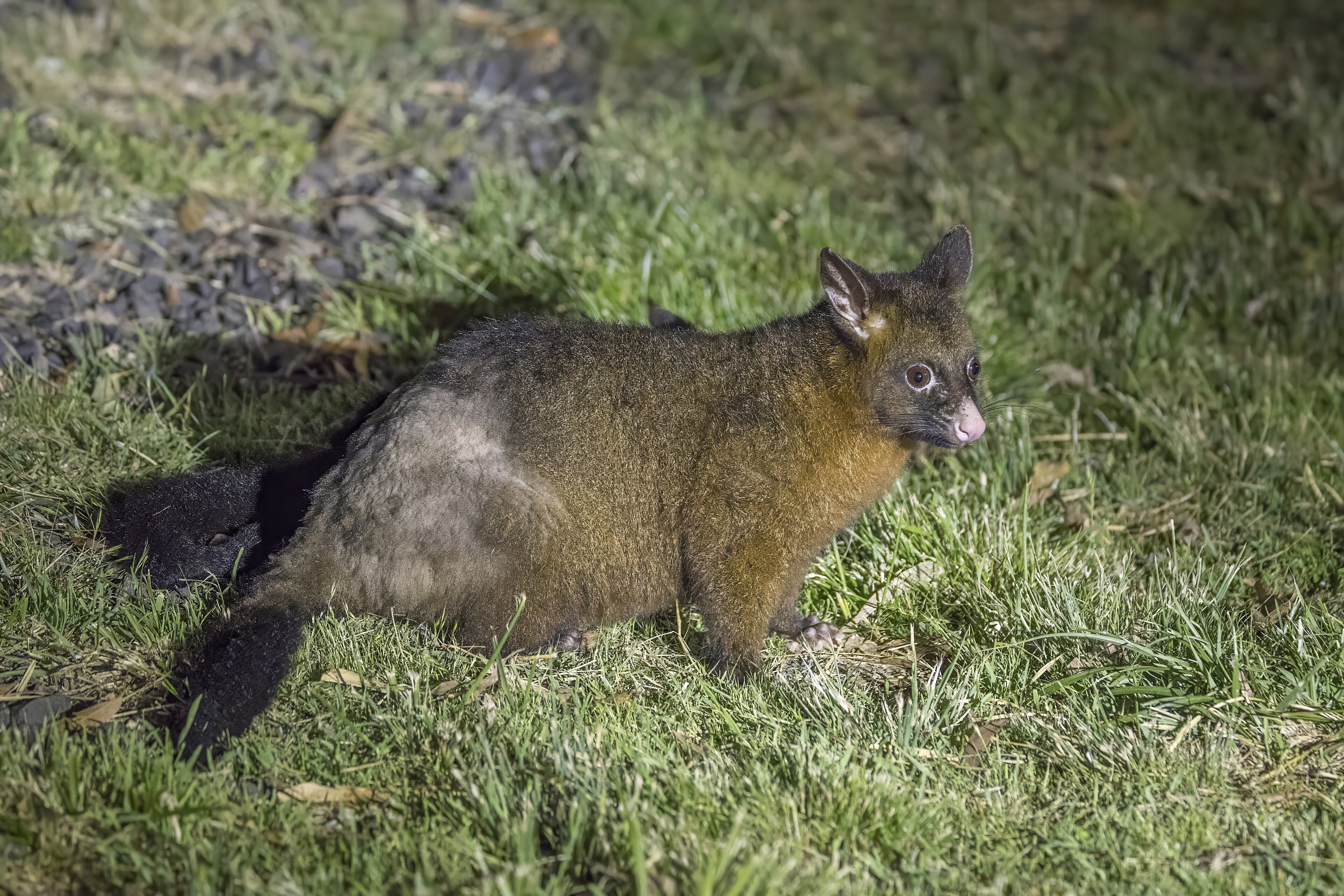 A common brushtail possum on a branch