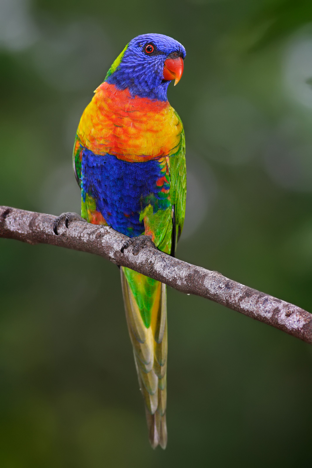 A rainbow lorikeet perched among blossom