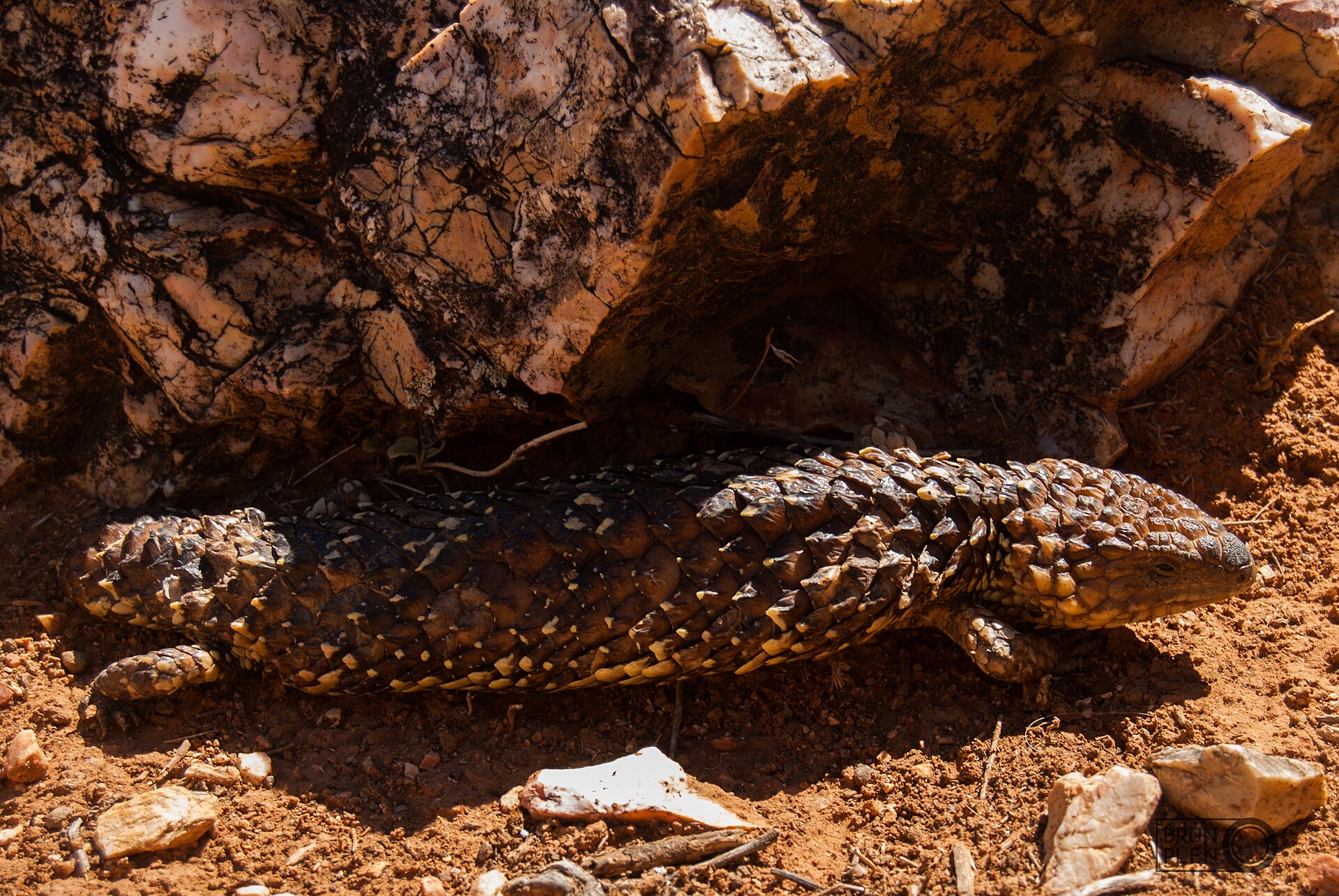 A shingleback lizard, also called a sleepy lizard, on sand