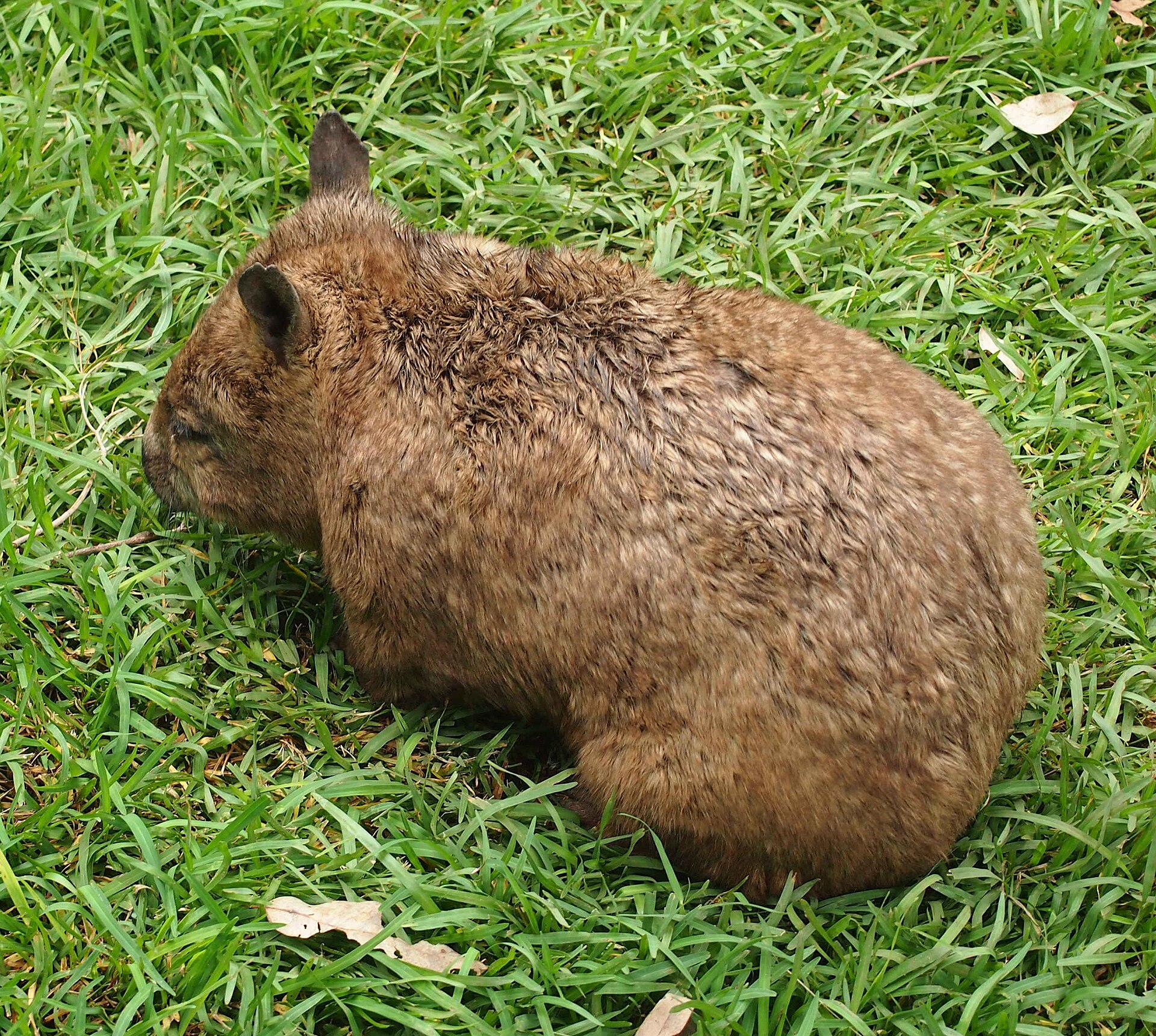 A southern hairy-nosed wombat in dry grass