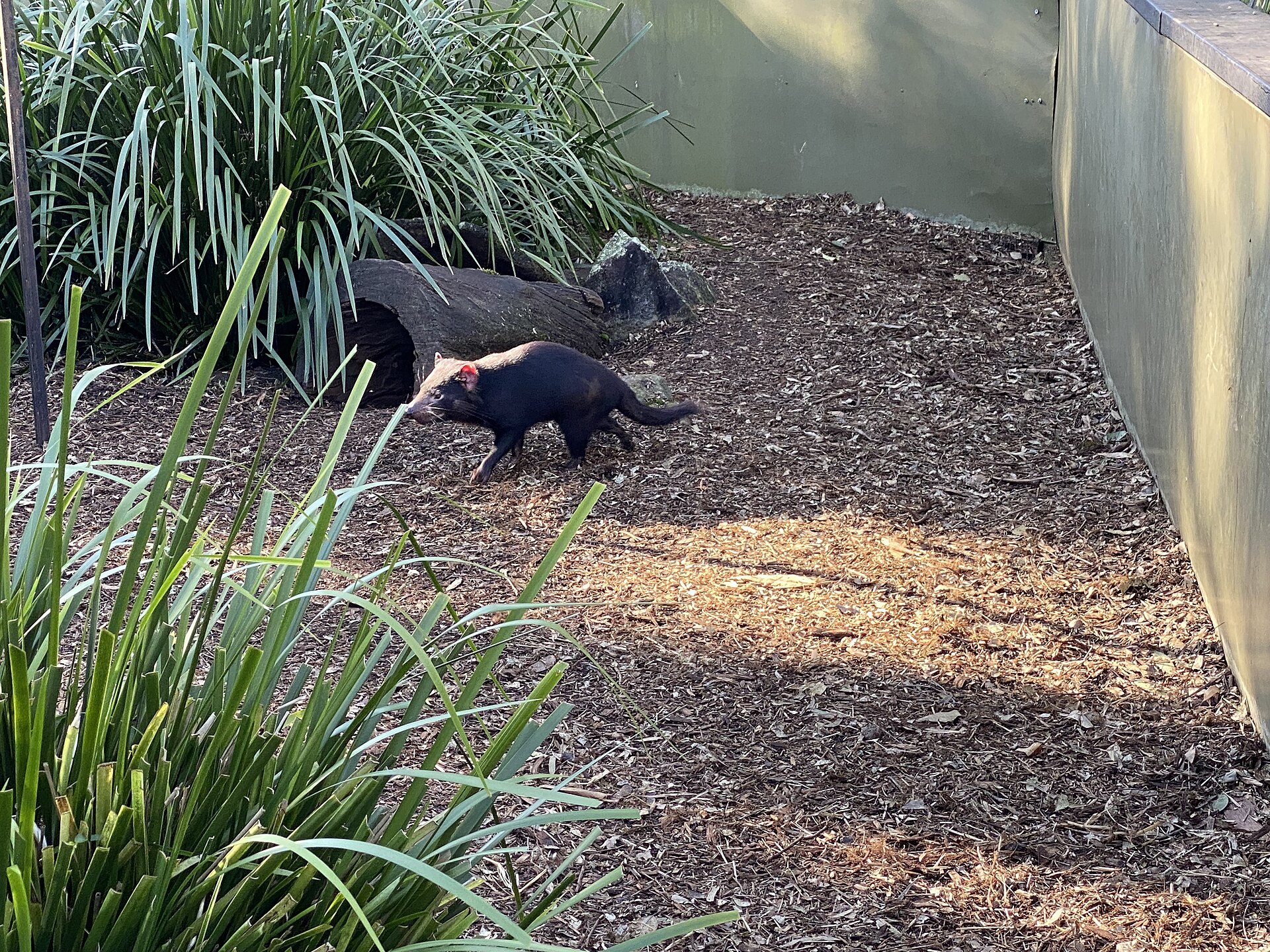 A Tasmanian devil in dry grass