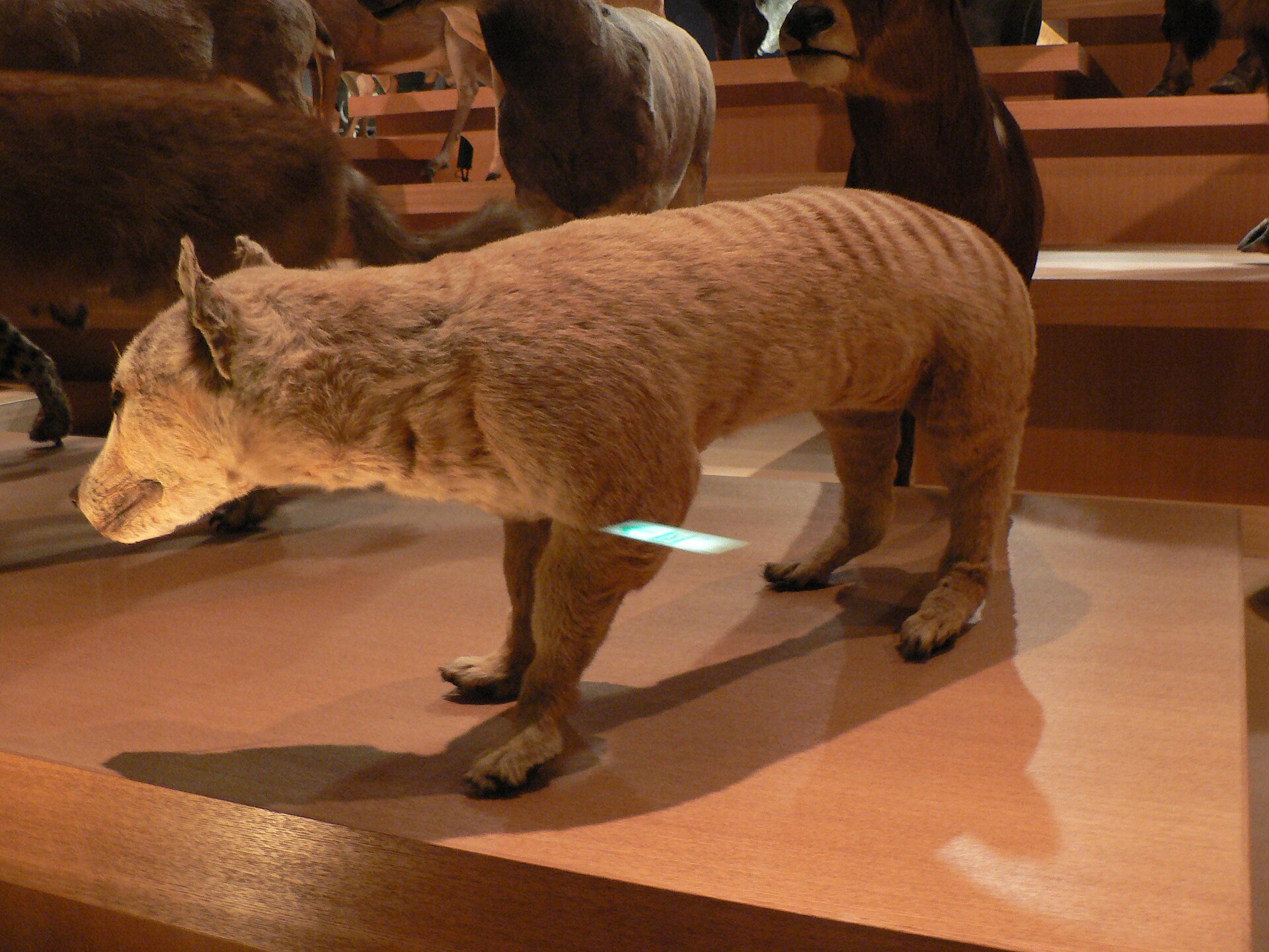 Historic photograph of a thylacine, the extinct Tasmanian tiger
