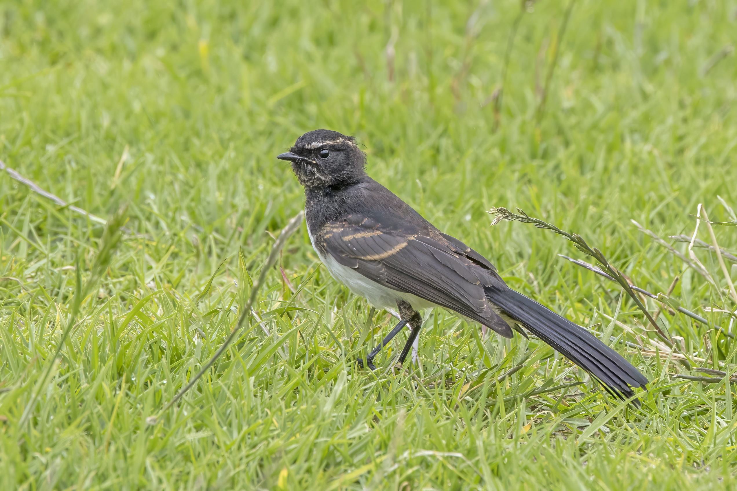 A willie wagtail standing on short grass