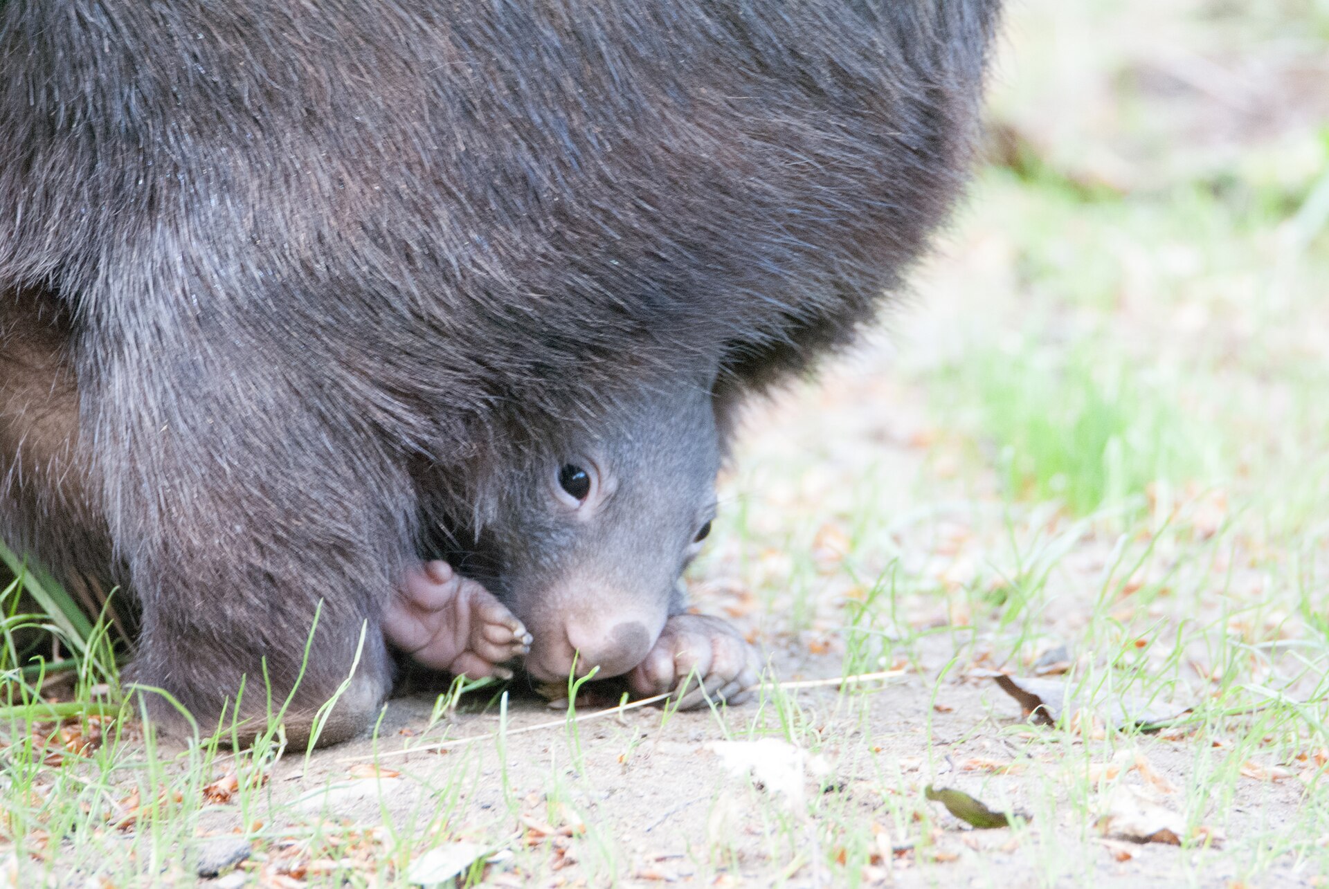 A common wombat standing on grass